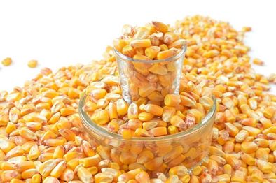 Maïs doux grain