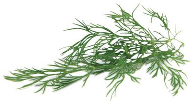 Dill Tips