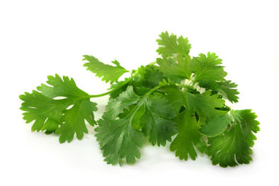 Coriander leaf