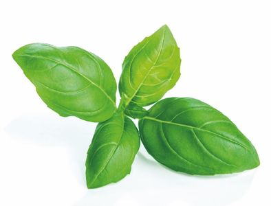 Basil powder