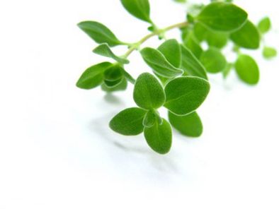 Marjoram powder HT A