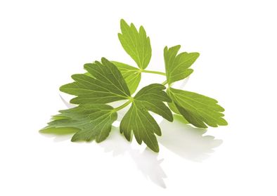 Lovage leaf powder