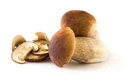 Cep Bol. Edulis powder HT China