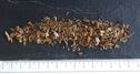 Boletus luteus 2-4 HT