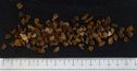 Boletus Luteus 2-6