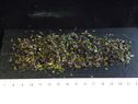 Seaweed for butter
