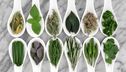 'Fines herbes' 2-4 TT