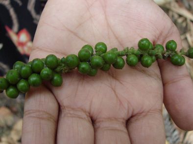 Poivre vert du Kerala