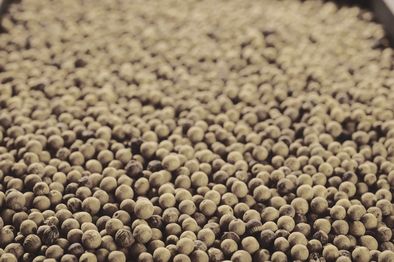 Organic white pepper Sri Lanka