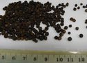 Poivre noir entier TT