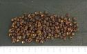 Timut pepper